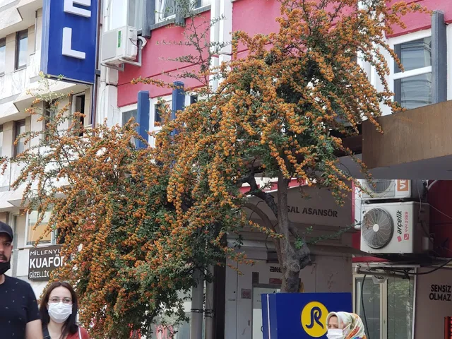 Limon Bazaar